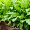 Garden Sorrel – 200 Seeds
