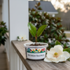 Southern Magnolia Grow Kit