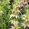 Spotted Bee Balm (Horsemint) – 50 Seeds