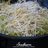 Mung Beans Sprout – 500 Seeds