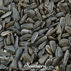 Black Oil Sunflower Sprout – 500 Seeds