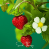 Wild Red Strawberry – 200 Seeds