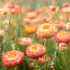 Apricot Peach Strawflower – 25 Seeds