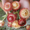 Apricot Peach Strawflower – 25 Seeds