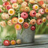 Apricot Peach Strawflower – 25 Seeds