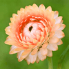 Apricot Peach Strawflower – 25 Seeds