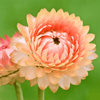 Apricot Peach Strawflower – 25 Seeds