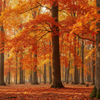 Sugar Maple Tree Grow Kit