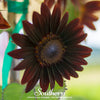Chocolate Sunflower – 25 Seeds