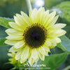Lemon Queen Sunflower – 25 Seeds