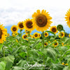 Mammoth Grey Stripe Sunflower – 25 Seeds
