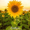Mammoth Grey Stripe Sunflower – 25 Seeds