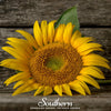 Mammoth Grey Stripe Sunflower – 25 Seeds