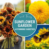 Sunflower Seed Collection – 6 Varieties