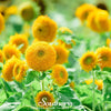 Teddy Bear Dwarf Sunflower – 25 Seeds