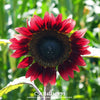 Velvet Queen Sunflower – 25 Seeds
