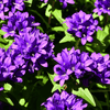 Superba Bellflower – 50 Seeds