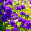 Superba Bellflower – 50 Seeds