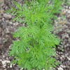 Sweet Annie – 50 Seeds