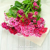 Sweet William (Dianthus) – 250 Seeds