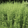 Tarragon – 300 Seeds
