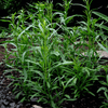 Tarragon – 300 Seeds