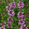 Lemon Thyme – 250 Seeds