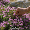 Wild Thyme – 250 Seeds