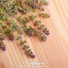Wild Thyme – 250 Seeds