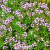 Wild Thyme – 250 Seeds