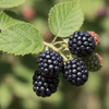 Blackberry Grow Kit