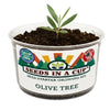 Olive Tree Grow Kit | Seeds In A Cup®