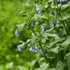 True Comfrey – 20 Seeds