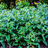True Comfrey – 20 Seeds