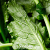 Seven Top Turnip – 100 Seeds