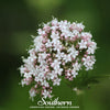 Valerian – 100 Seeds