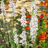 Wedding Candles Verbascum – 50 Seeds