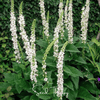 Wedding Candles Verbascum – 50 Seeds