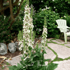 Wedding Candles Verbascum – 50 Seeds