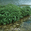 Watercress – 200 Seeds