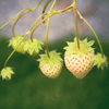 White Soul Strawberry – 100 Seeds