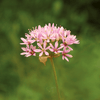 Wild Garlic – 25 Seeds