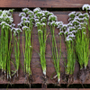Wild Garlic – 25 Seeds