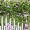 American Wisteria – 5 Seeds