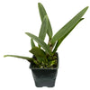 Rhyncholaeliocattleya Maria Angamarca