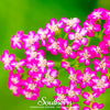 Cerise Queen Yarrow – 50 Seeds