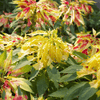 Yellow Amaranth – 100 Seeds