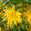Yellow Amaranth – 100 Seeds