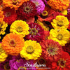 California Giants Zinnia – 100 Seeds
