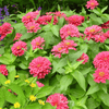 Coral Zinnia – 100 Seeds